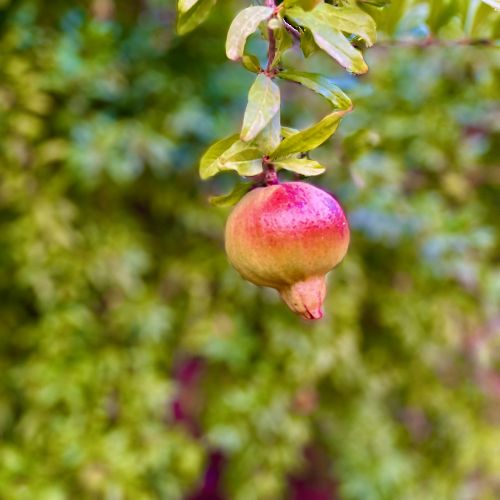 fruit hanging on a tree branch in a garden